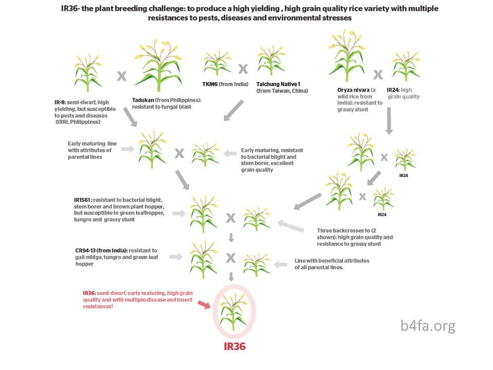 The ⁢Impact of Plant Genetics​ on Agriculture and Horticulture