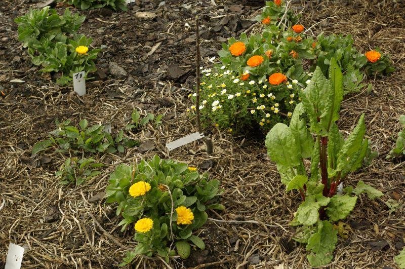 Heading 3: The Art of‌ Companion Planting: Maximizing Plant Health and Yield Through Smart Pairings
