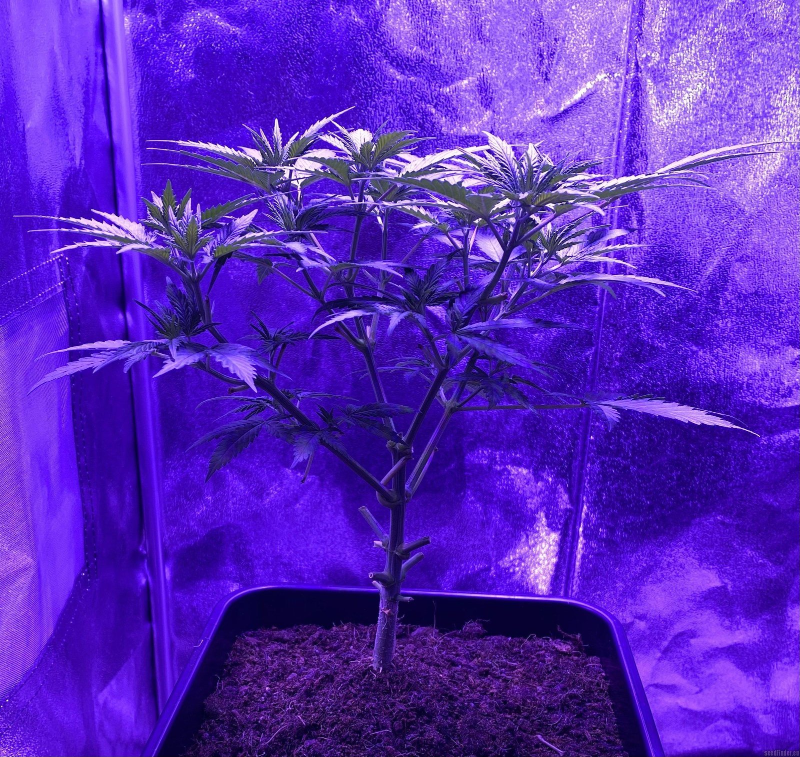 Unboxing the⁤ VIPARSPECTRA XS1500 ‌LED Grow‍ Light: ⁣A PAR and ‍Heat Test Journey