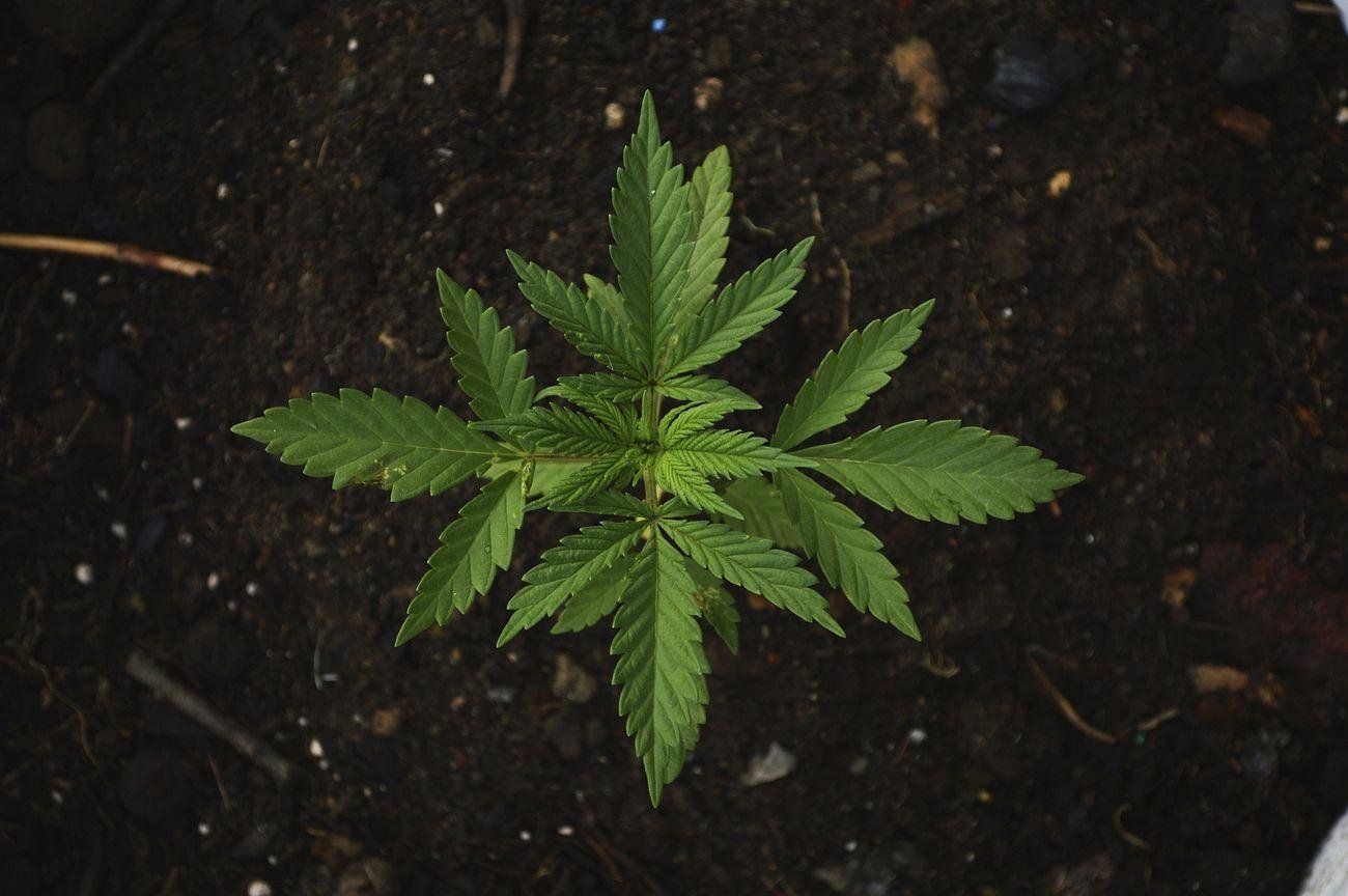 Exploring the Healing Properties of Cannabis