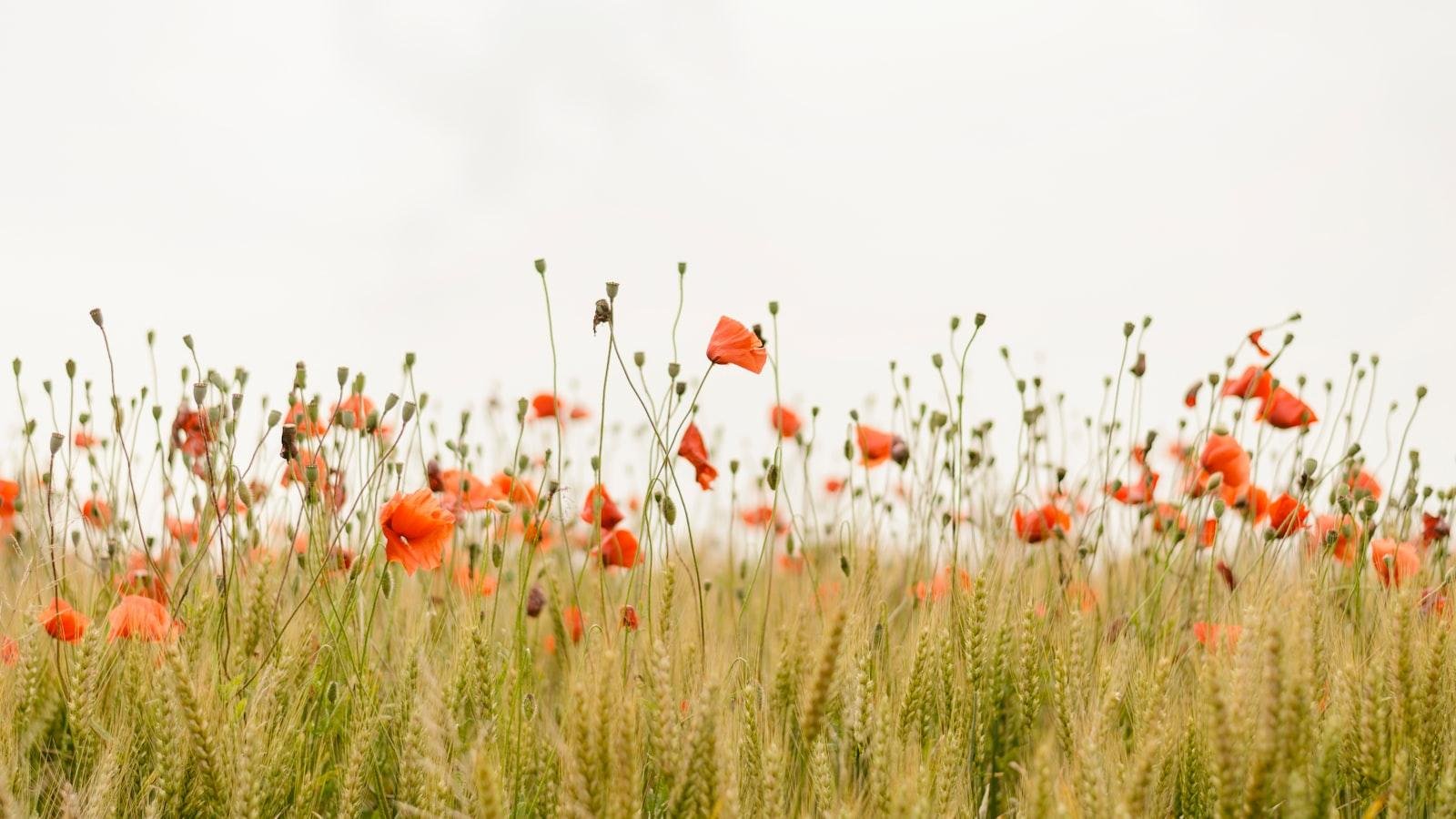 Introduction to Plant Genetics in Horticulture