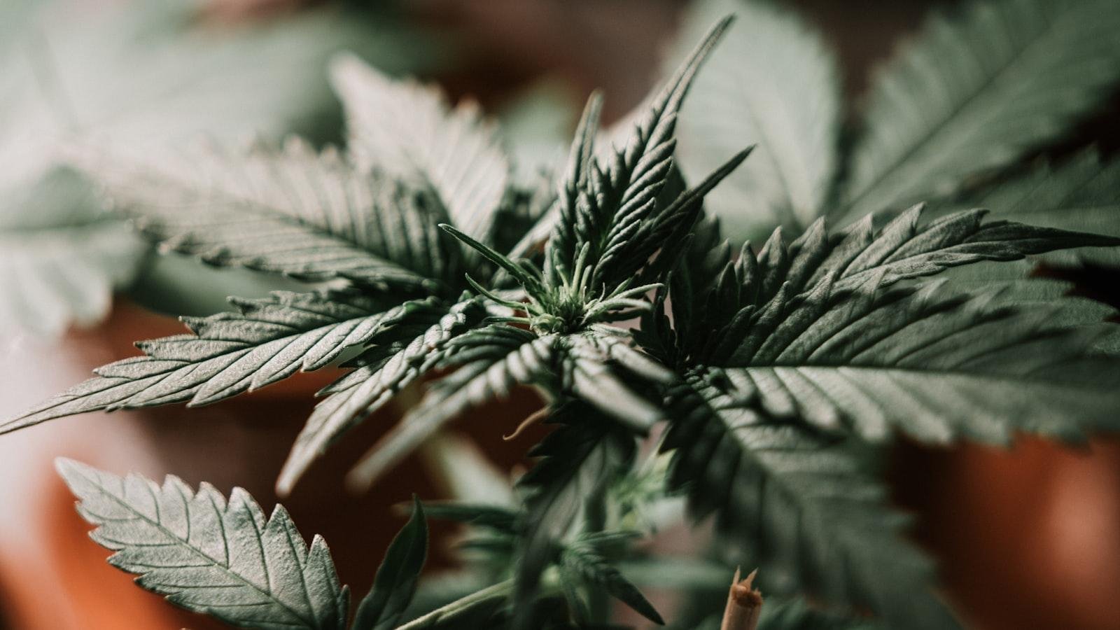 Exploring the Benefits ⁤of ⁣Growing CBD and THC Together