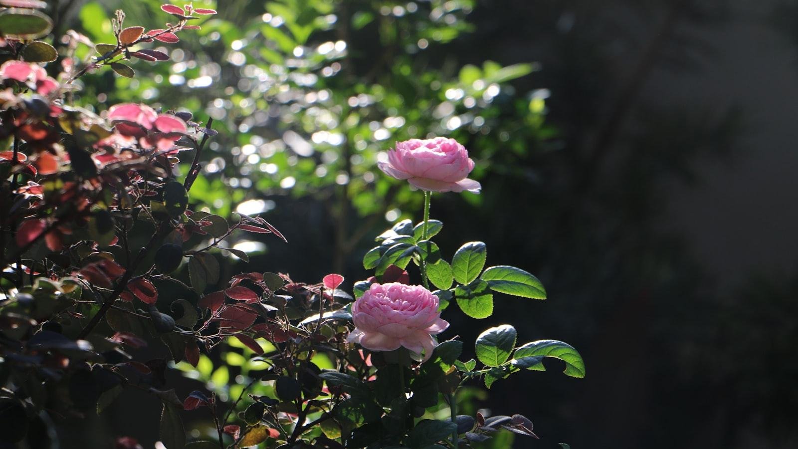 The Soothing Melodies of the Nightingale